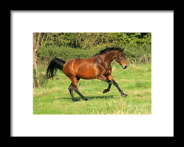 Horse Framed Print featuring the photograph Run Run #1 by Ang El