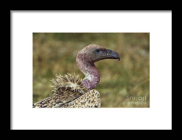 Close Up Framed Print featuring the photograph Ruppells Vulture #1 by John Shaw