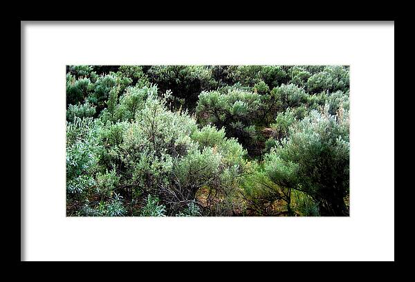 Sage Framed Print featuring the photograph Sage by Kathy Bassett