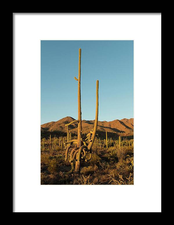 Saguaro Cactus Framed Print featuring the photograph Saguaro Cactus #1 by Steve Lewis Stock