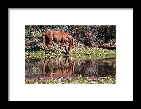 Horse Framed Print featuring the photograph Salt River Wild Horse #1 by Tam Ryan