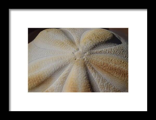 Sanibel Framed Print featuring the photograph Sand Dollar #1 by Curtis Krusie