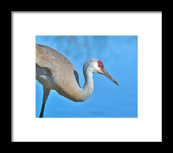 Sandhill Crane Framed Print featuring the photograph Sandhill Crane by Kathy King