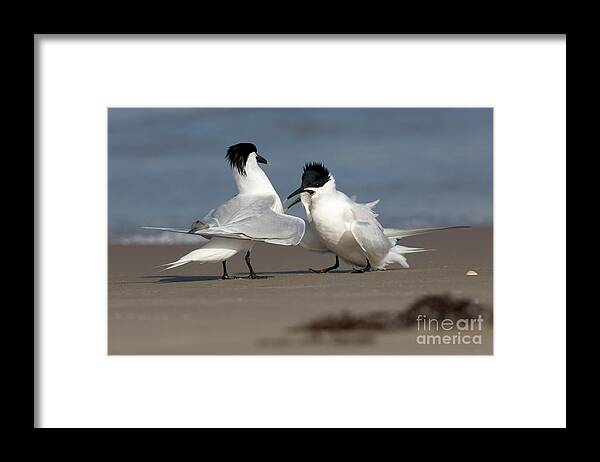 Animal Framed Print featuring the photograph Sandwich Tern Bringing Fish To Its Mate #1 by Anthony Mercieca