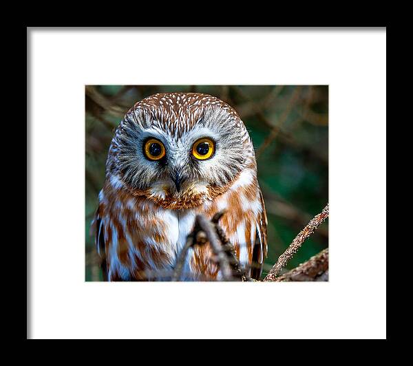 Owl Framed Print featuring the photograph Saw-Wet Owl #2 by Brad Bellisle