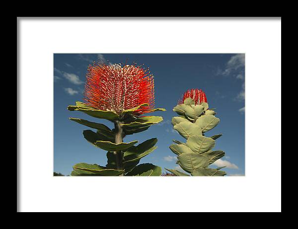 531572 Framed Print featuring the photograph Scarlet Banksia Fitzgerald River #1 by Kevin Schafer