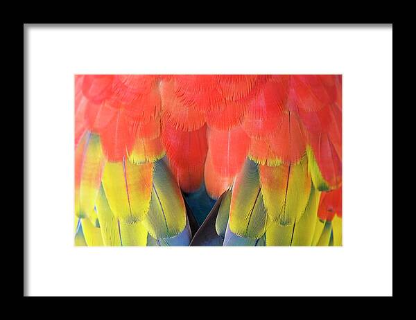 Ara Macao Framed Print featuring the photograph Scarlet Macaw Plumage #1 by Tony Camacho