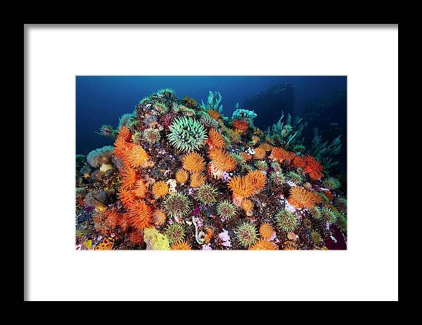 Sea Anemone Framed Print featuring the photograph Sea Anemones And Marine Life #1 by Alexander Semenov/science Photo Library