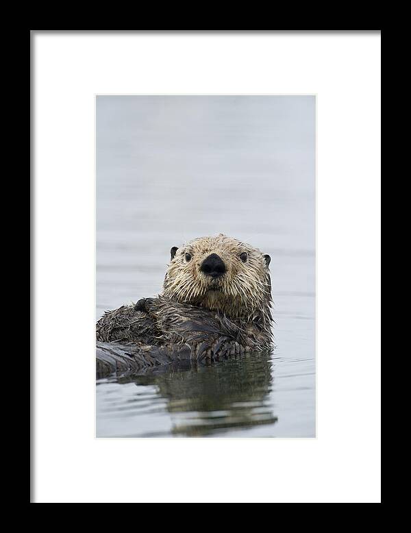 Michael Quinton Framed Print featuring the photograph Sea Otter Alaska by Michael Quinton