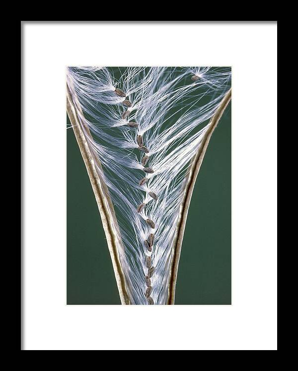 Biological Framed Print featuring the photograph Seed Pod #1 by Perennou Nuridsany