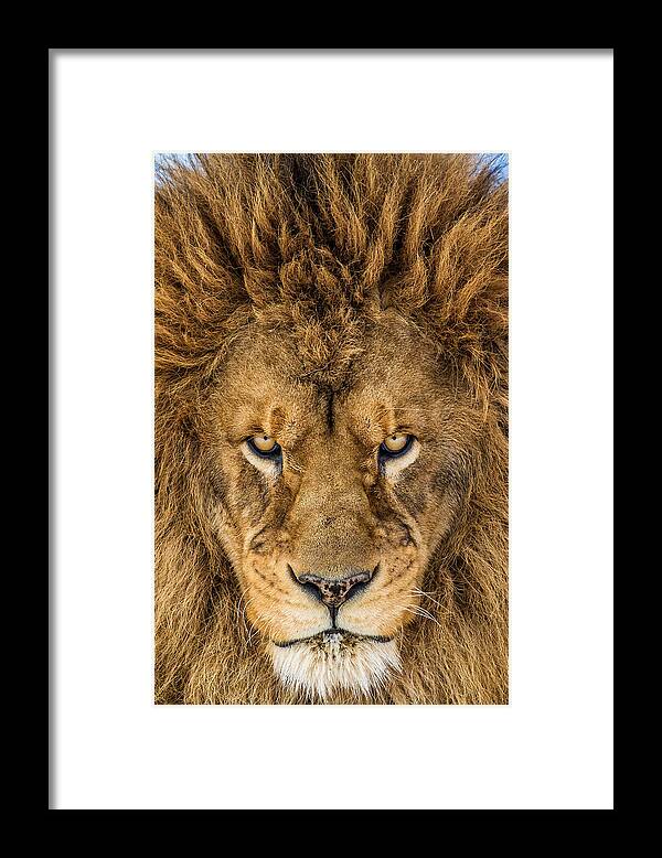 Lion Framed Print featuring the photograph Serious Lion by Mike Centioli