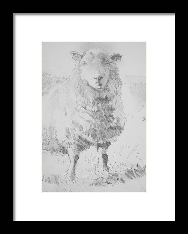 Sheep Framed Print featuring the drawing Sheep Pencil Drawing #1 by Mike Jory