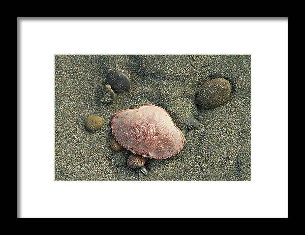 Animal Themes Framed Print featuring the photograph Shellfish On Pacific Northwest Coast #1 by Justin Bailie