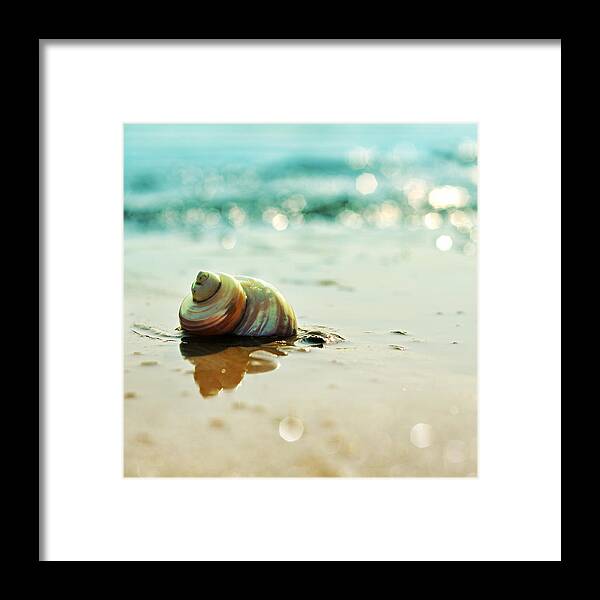 Beach Framed Print featuring the photograph Shore Dweller by Laura Fasulo