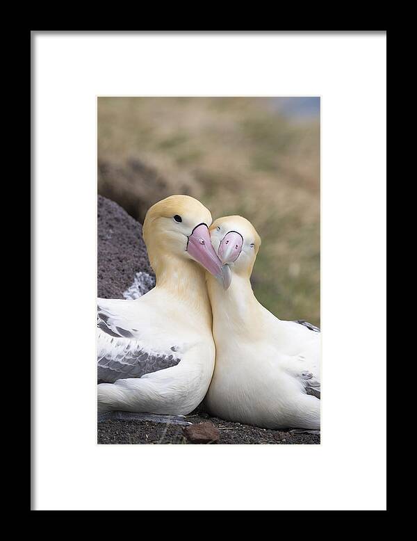 536860 Framed Print featuring the photograph Short-tailed Albatross Torishima Isl by Tui De Roy
