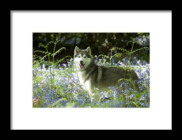 Dog Framed Print featuring the photograph Siberian Husky In Bluebells #1 by John Daniels