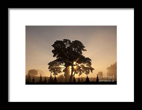 Beautiful Framed Print featuring the photograph Silhouetted tree with sun rays #1 by Jim Corwin