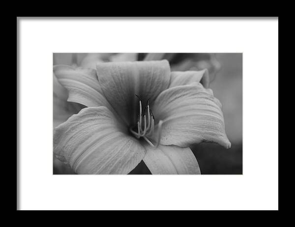 Floral Framed Print featuring the photograph Single Spring Flower by Miguel Winterpacht