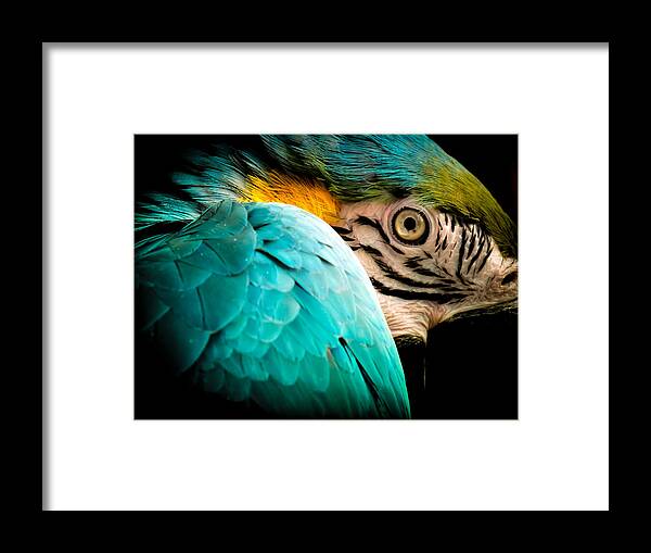 Macaws Framed Print featuring the photograph Sleeping Beauty by Karen Wiles