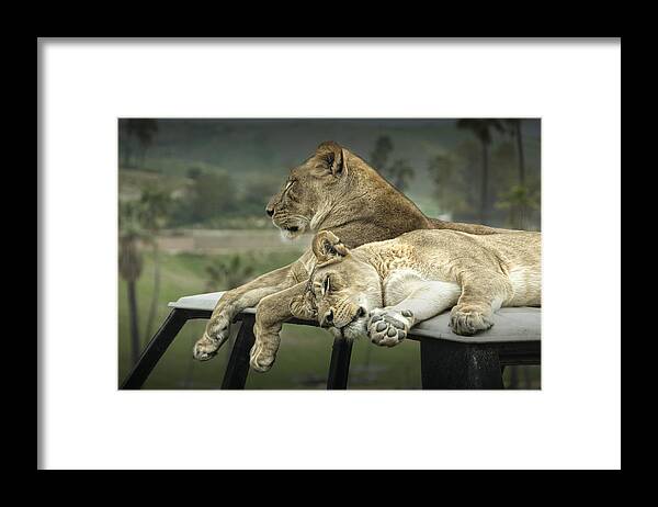 Lion Framed Print featuring the photograph Sleeping Lions #1 by Randall Nyhof