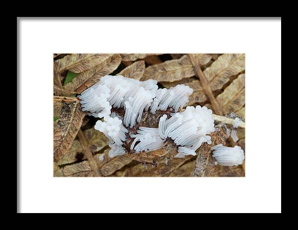 Mold Framed Print featuring the photograph Slime Mould #1 by Nigel Downer