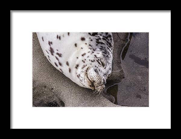 Harbor Seal Framed Print featuring the digital art Smile #1 by Photographic Art by Russel Ray Photos