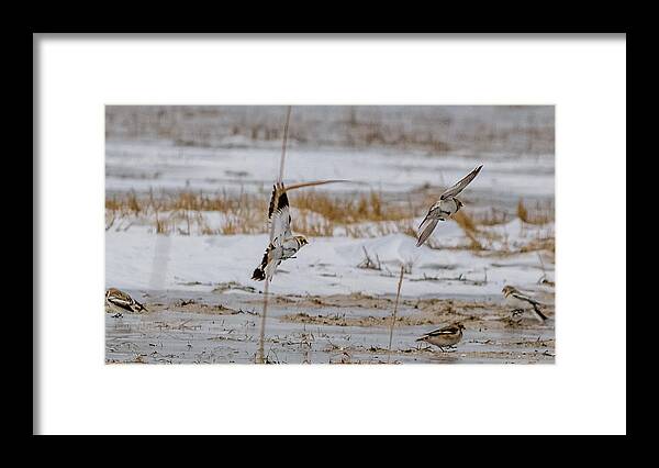 Calcariidae Framed Print featuring the photograph Snow bunting in flight #1 by SAURAVphoto Online Store