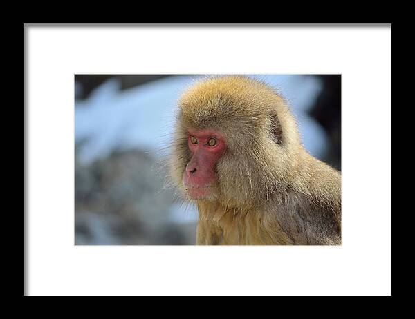 Animal Themes Framed Print featuring the photograph Snow Monkey Portrait #1 by Electravk