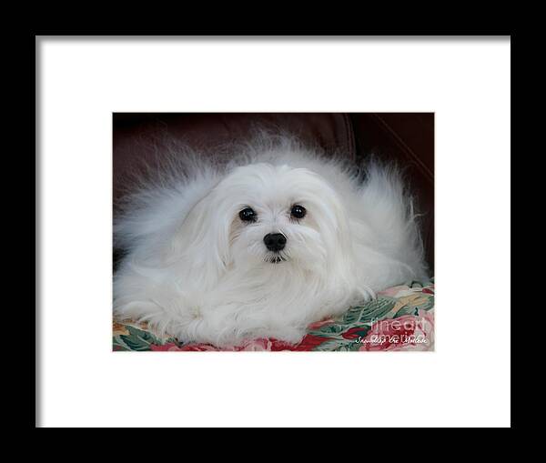 maltese Dog Framed Print featuring the mixed media Snowdrop the Maltese #2 by Morag Bates