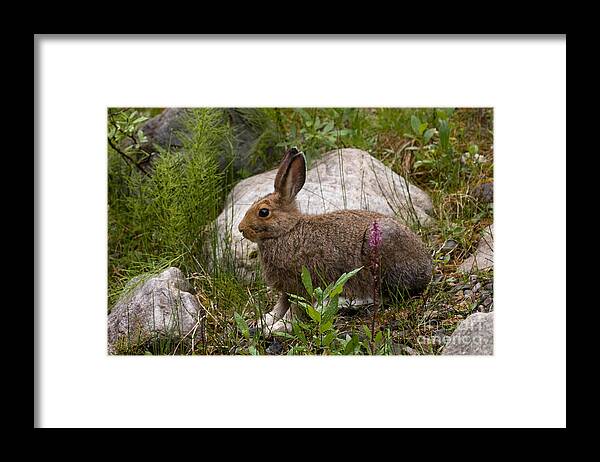 Animals Framed Print featuring the photograph Snowshoe Hare #1 by Chris Scroggins