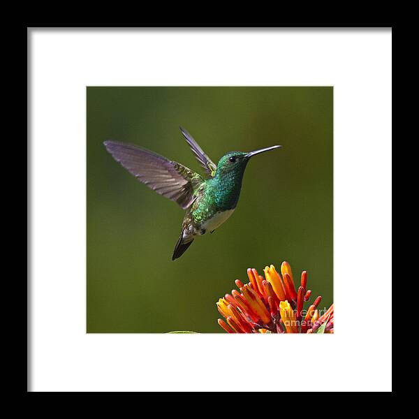 Bird Framed Print featuring the photograph Snowy-bellied Hummingbird #1 by Heiko Koehrer-Wagner