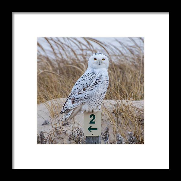 Snowy Owl Framed Print featuring the photograph Snowy Owl by Cathy Kovarik