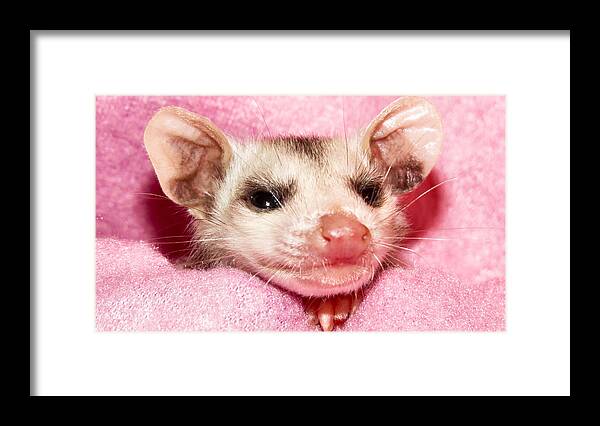 Opossum Framed Print featuring the photograph Snuggle Bug #1 by Art Dingo