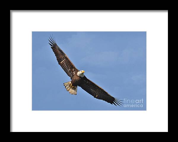 Birds Framed Print featuring the photograph Soaring Eagle by Kathy Baccari
