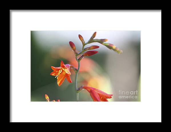Botanical Framed Print featuring the photograph Soft Crocosma #1 by Rich Collins