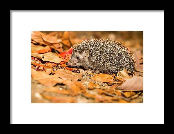 Eastern Framed Print featuring the photograph Southern White-breasted Hedgehog #1 by Photostock-israel