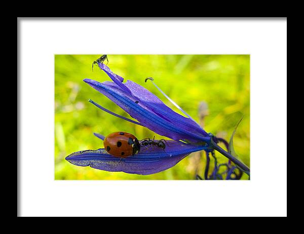 Insects Framed Print featuring the photograph Spectator Sport #1 by Elaine Goss