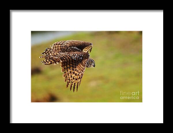 African Framed Print featuring the photograph Spotted Eagle Owl in flight #2 by Nick Biemans