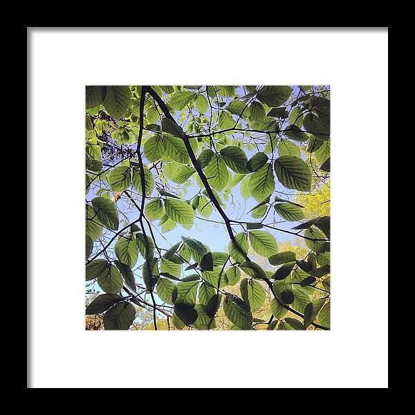 Nature Framed Print featuring the photograph Spring Leaves by Nic Squirrell