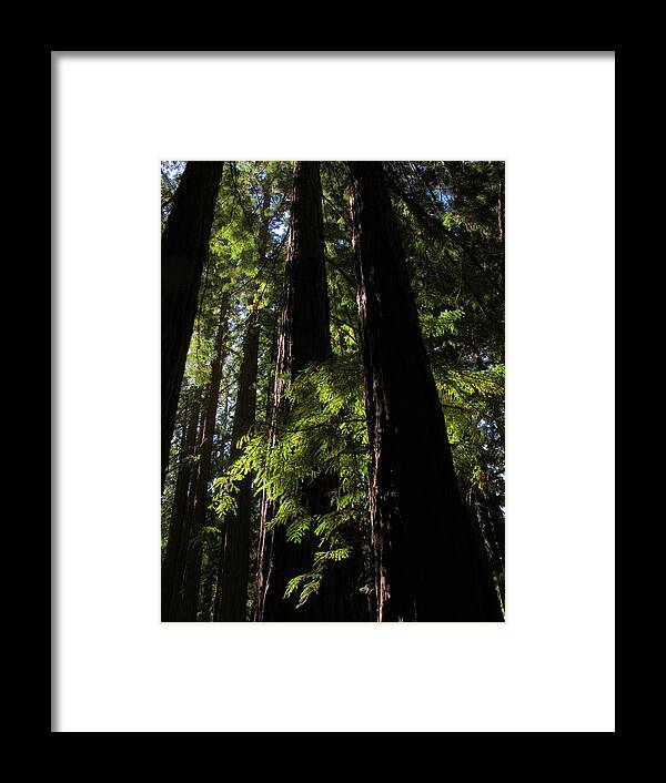 Redwood Framed Print featuring the photograph Standing Tall by Derek Dean