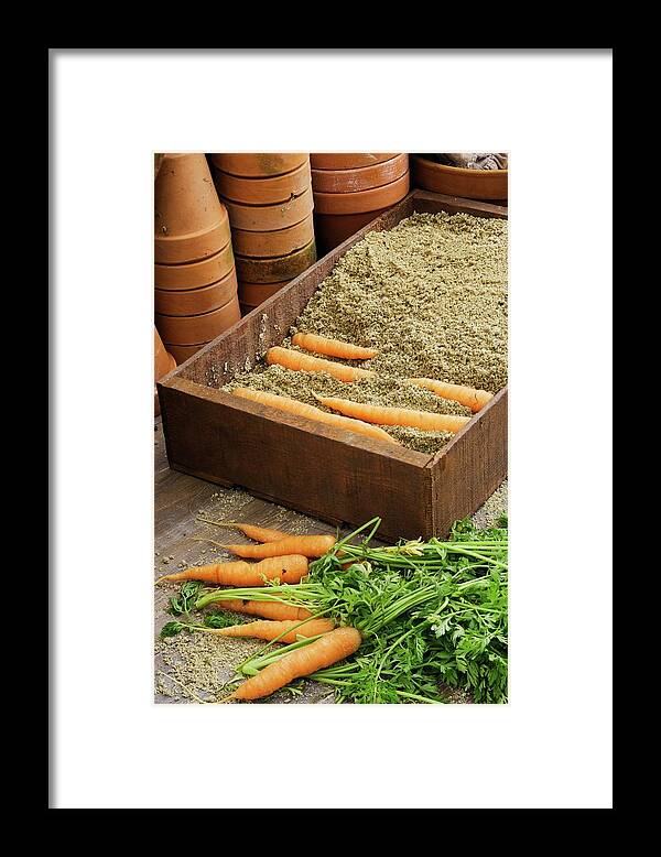 Storing Framed Print featuring the photograph Storing Carrots In Damp Sand #1 by Geoff Kidd
