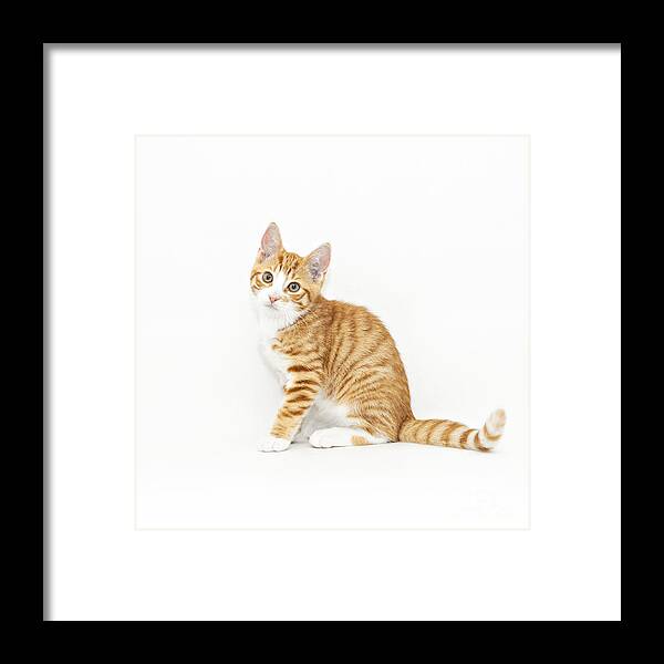 Kitten Framed Print featuring the photograph Stripy red kitten sitting down #1 by Sophie McAulay