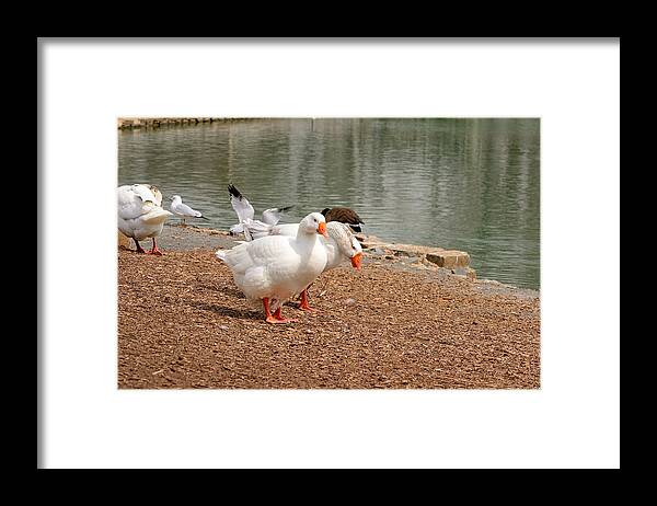 Geese Framed Print featuring the photograph Strolling Geese #1 by Robert Gross
