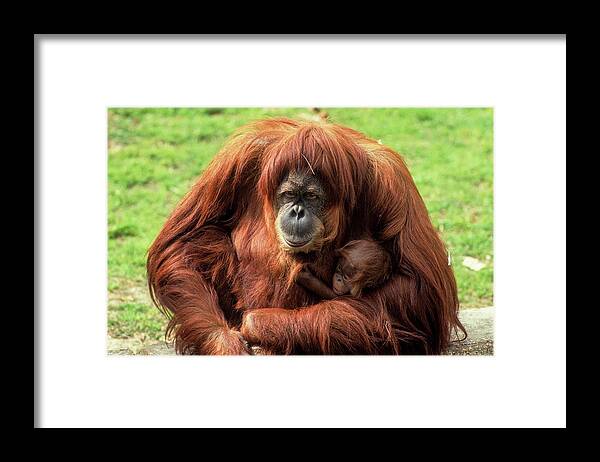 Abelii Framed Print featuring the photograph Sumatran Orangutan (pongo Abelii) #1 by Photostock-israel