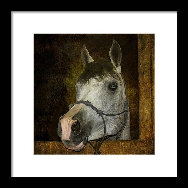 Arabian Horse Framed Print featuring the photograph Sundance Kid by Sandra Selle Rodriguez