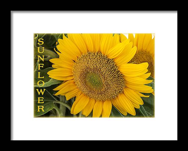 Sunflower Framed Print featuring the photograph Sunflower #1 by Cathy Kovarik