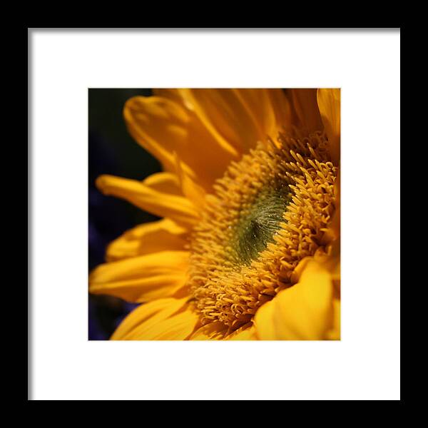 Skompski Framed Print featuring the photograph Sunflower II by Joseph Skompski