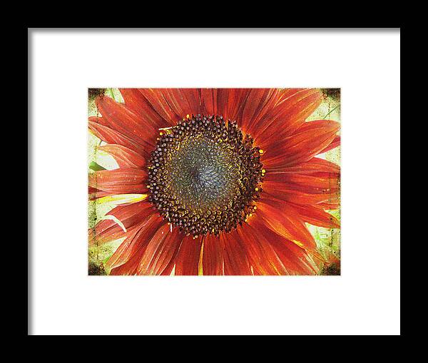 Flora Framed Print featuring the photograph Sunflower by Kathy Bassett