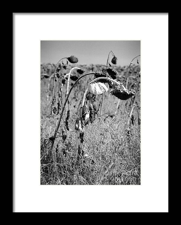 Sunflowers Framed Print featuring the photograph Sunflowers #1 by James Taylor