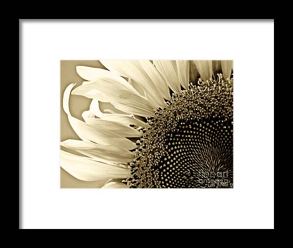 Sunflower Framed Print featuring the photograph Sunny Bloom Sunflower by Carol F Austin